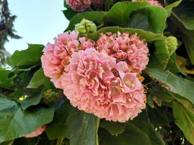 Pembe kartopu ağacı, ayrıca Dombeya cayeuxii denir. Isla Cristina eyaletinde huelva, İspanya