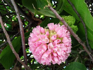Pembe kartopu ağacı, ayrıca Dombeya cayeuxii denir. Isla Cristina eyaletinde huelva, İspanya