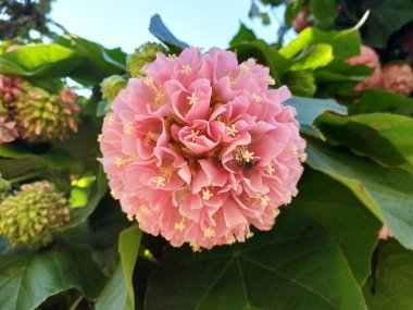 Pembe kartopu ağacı, ayrıca Dombeya cayeuxii denir. Isla Cristina eyaletinde huelva, İspanya