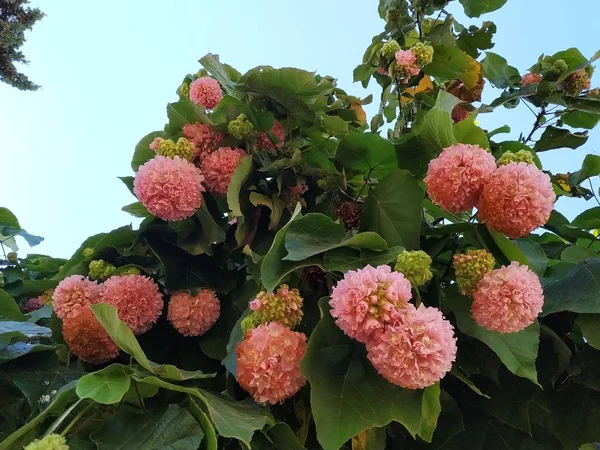 Árbol Nieve Rosa También Llamado Dombeya Cayeuxii Isla Cristina Provincia — Foto de Stock