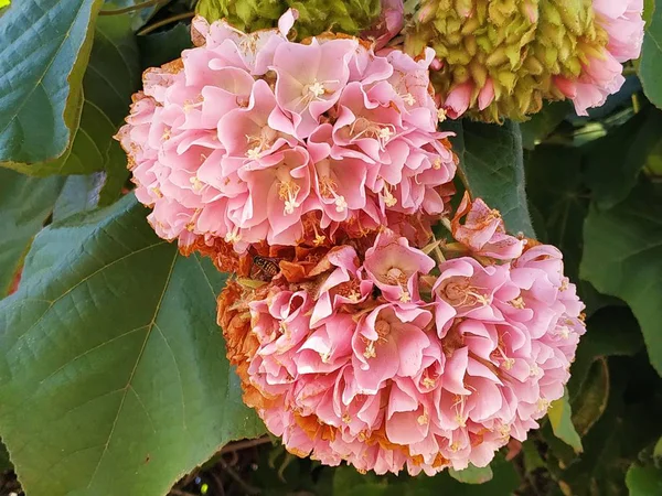 Árbol Nieve Rosa También Llamado Dombeya Cayeuxii Isla Cristina Provincia — Foto de Stock