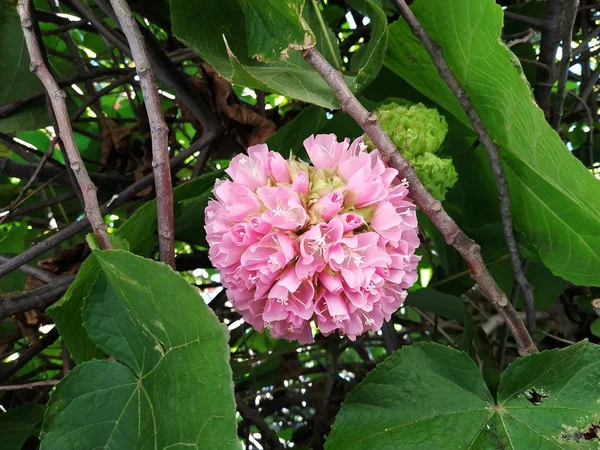 Árbol Nieve Rosa También Llamado Dombeya Cayeuxii Isla Cristina Provincia — Foto de Stock