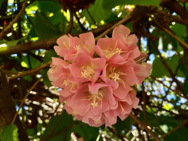 Árbol Nieve Rosa También Llamado Dombeya Cayeuxii Isla Cristina Provincia — Foto de Stock