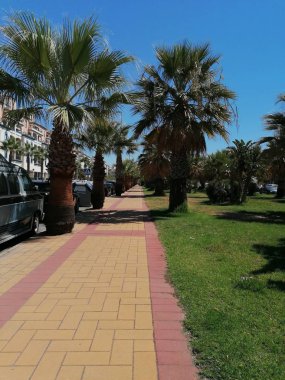  Huelva İspanya Isla Canela eyaletinde Palmiye ağaçları.