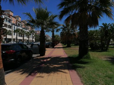  Huelva İspanya Isla Canela eyaletinde Palmiye ağaçları.