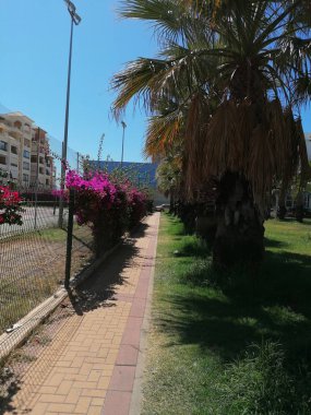  Huelva İspanya Isla Canela eyaletinde Palmiye ağaçları.