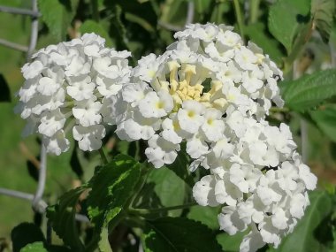 Bahçede sarı çiçekli Lantana beyazı
