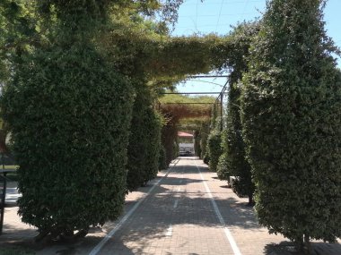 Huelva İspanya Lepe eyaletinde süs ağaçları