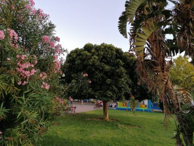  Huelva İspanya Isla Cristina eyaletinde süs ağaçları