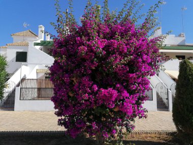 Huelva İspanya leylak çiçekleri Cristina Adası eyaleti ile Ağaç.