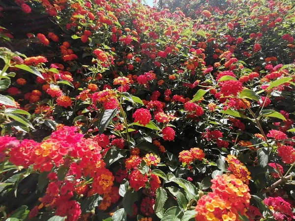 ウエルバスペインのイスラカネラ州の素敵な赤い花 — ストック写真