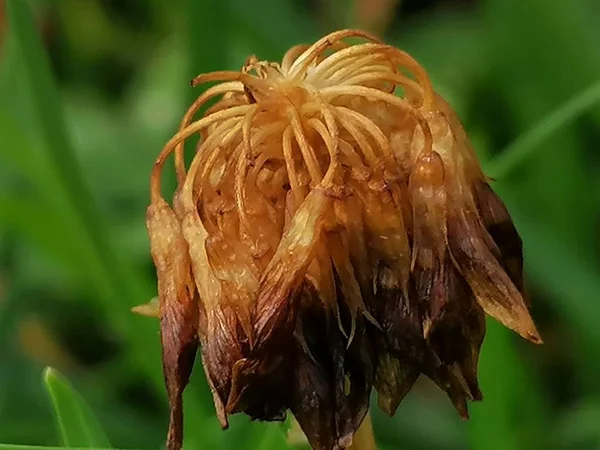 Сушеные Дикие Цветы Цветок Сухого Поля Зеленом Фоне — стоковое фото
