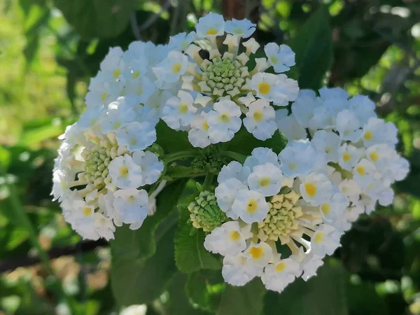 Lantana Weiß Mit Gelben Blüten Garten — Stockfoto