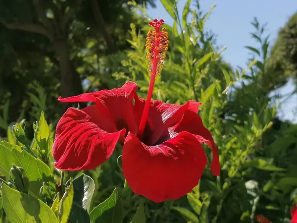 Röd Hibiskus Blomma Det Växt Infödda Till Kina Och Tillhör — Stockfoto