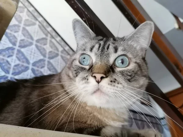 階段の上に横たわるかわいい青い目の猫 — ストック写真
