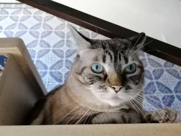 階段の上に横たわるかわいい青い目の猫 — ストック写真