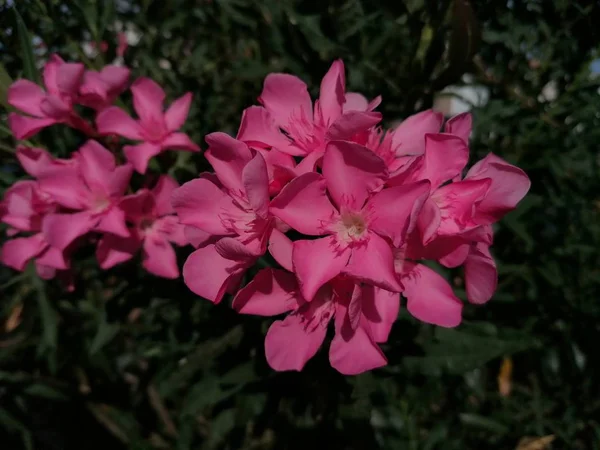 Όμορφα Λουλούδια Από Κόκκινο Τριαντάφυλλο Τριαντάφυλλα Στον Κήπο Πάρκο — Φωτογραφία Αρχείου