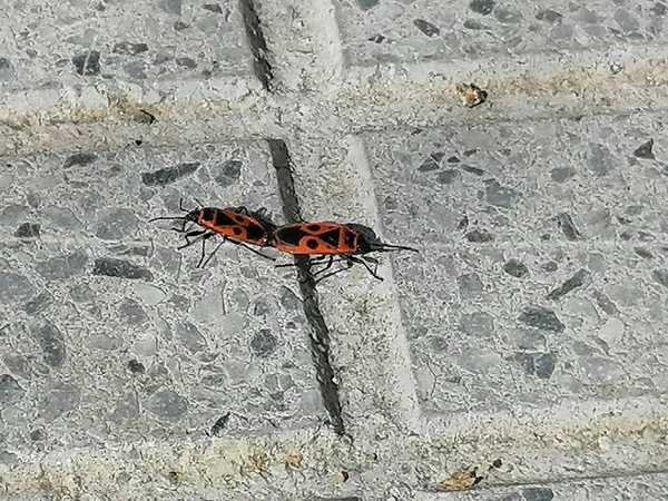 Inseto Vermelho Preto Pyrrhocoris Apterus Constable — Fotografia de Stock