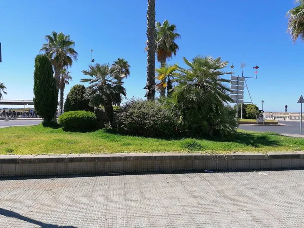 Árboles Ornamentales Punta Del Caiman Isla Cristina Provincia Huelva España — Foto de Stock