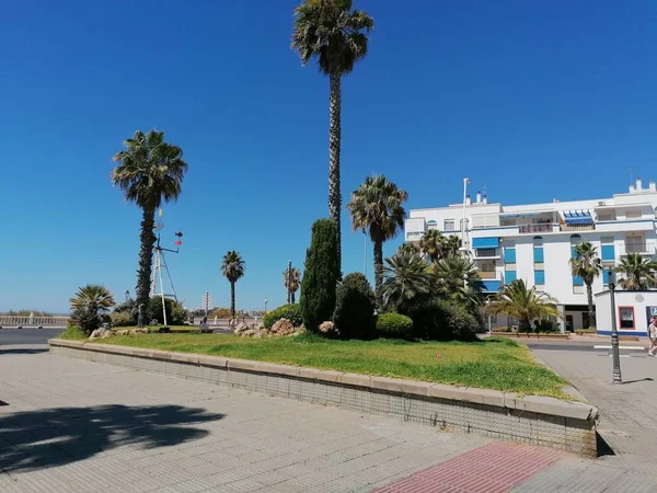 Árboles Ornamentales Punta Del Caiman Isla Cristina Provincia Huelva España — Foto de Stock