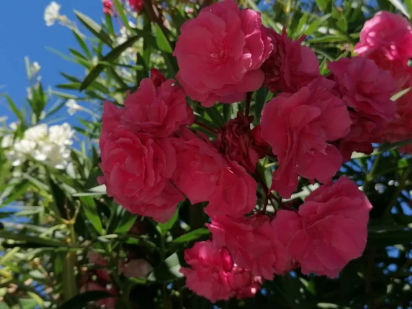 Vackra Blommor Röda Rosen Rosor Trädgården Parken — Stockfoto