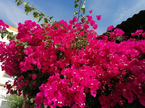 Βεγγάλη Κόκκινα Άνθη Ροδόδενδρου Αζαλέες Αζαλέες Φυτά Κήπων — Φωτογραφία Αρχείου