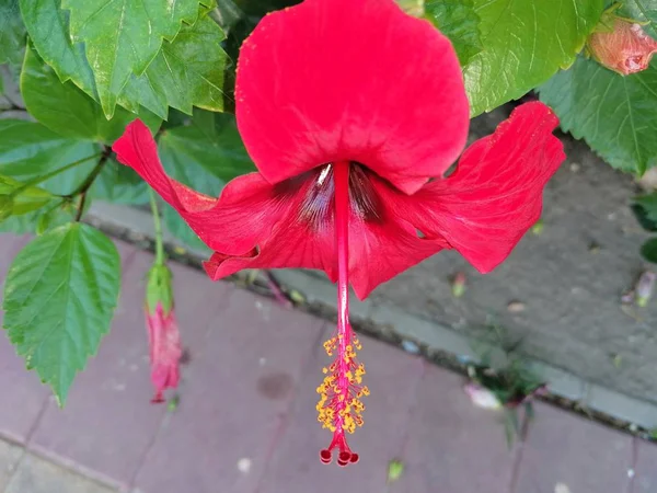Rode Hibiscus Bloem Het Een Plant Afkomstig Uit China Behoort — Stockfoto