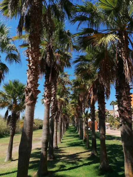 Palmy Prowincji Isla Canela Huelva Hiszpania — Zdjęcie stockowe