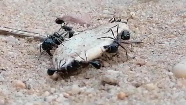 Makro Esa Endülüs Karınca Deliğine Girip Çıkan Karıncaları Kapat — Stok video