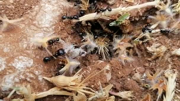 Macro Close Ants Crawling Out Ant Hole Esa Andalucia — Stock Video