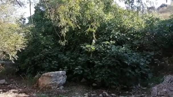 Video Met Vegetatie Groene Bladeren Bomen Spanje — Stockvideo