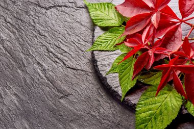 Kırmızı sonbahar üzüm dalı bırakır. Parthenocissus quinquefolia yeşillik. Beyaz arka plan üzerinde izole.