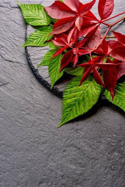 Kırmızı sonbahar üzüm dalı bırakır. Parthenocissus quinquefolia yeşillik. Beyaz arka plan üzerinde izole.