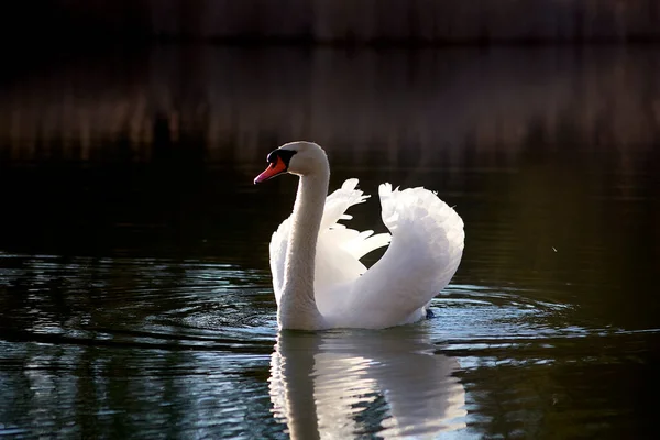 Озеро Белым Лебедем — стоковое фото
