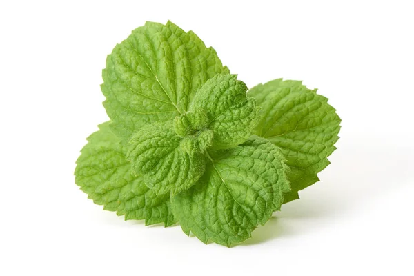 Foglie Menta Fresca Primo Piano Isolate Sfondo Bianco — Foto Stock