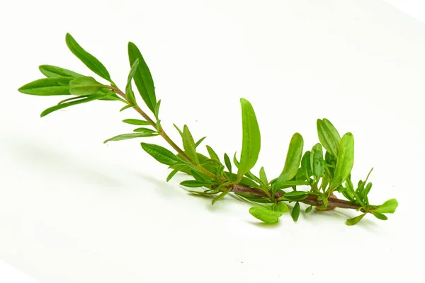 Rosemary Fresh Leaf Isolated White Background — Stock Photo, Image