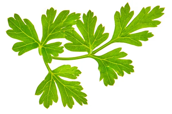 Maydanoz, taze yaprak, beyaz arka planda izole edilmiş.