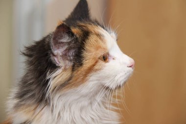 kedi farklı görünüyor. profil