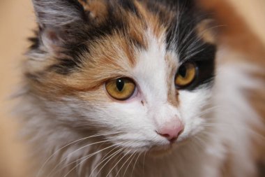 Bir kedi ile bir çok renkli