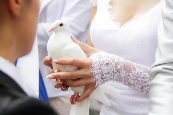 Pombo de casamento nas mãos — Fotografia de Stock