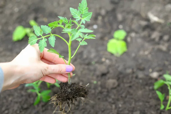 Mano Una Mujer Sostiene Tomate Plántulas Verde Una Chica Con Imagen De Stock