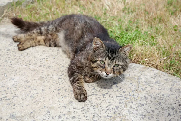 Gato Gris Oscuro Con Ojos Verdes Está Acostado Pavimento Jardín — Foto de Stock