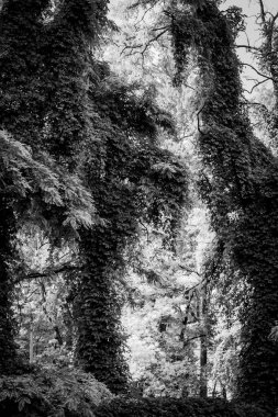 Ağaçların tamamen koyu sarmaşıklarla kaplı olduğu sık bir ormanın tek renkli görüntüsü. Siyah ve beyaz tonlar dokuyu ve gizemli atmosferi vurgular..