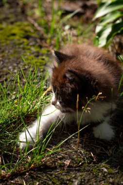 Yumuşak kahverengi ve beyaz bir kedi yavrusu uzun yeşil çimenleri dikkatlice keşfeder, sıcak güneş ışığıyla yıkanır. Bu yakın çekimde küçük boyutu ve meraklı doğası vurgulanmış..