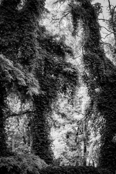 Ağaçların tamamen koyu sarmaşıklarla kaplı olduğu sık bir ormanın tek renkli görüntüsü. Siyah ve beyaz tonlar dokuyu ve gizemli atmosferi vurgular..