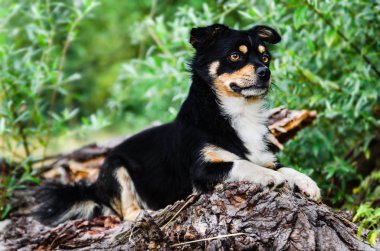 Bir köpeğin üstüne düşmüş bir ağaç doğa
