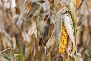 Bir olgun Mısır hasat için hazır bir alanda sap üzerinde. Yakın çekim fotoğraflar.