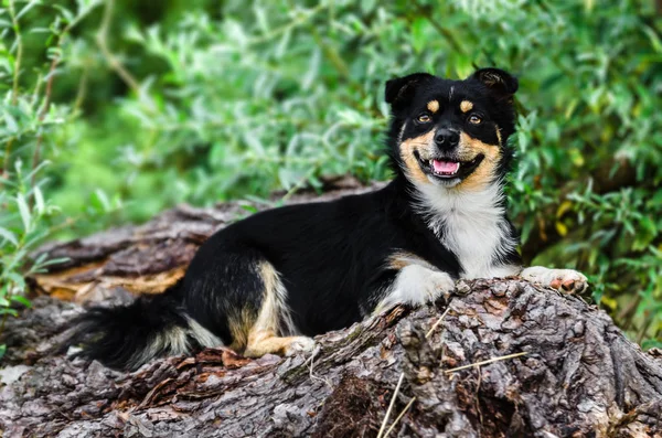 Ein Glücklicher Hund Liegt Auf Einem Umgestürzten Baum Der Natur — Stockfoto