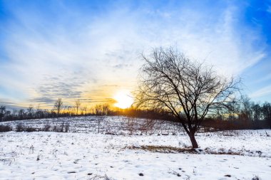 Güzel kış günbatımı ve yalnız ağacı