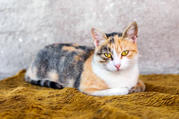Портрет красивого барвистого кота — стокове фото
